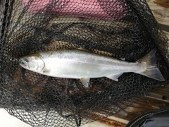 サクラマスの釣果