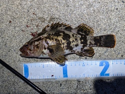 タケノコメバルの釣果