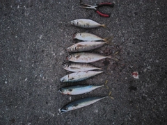 アジの釣果