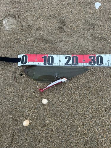 シタビラメの釣果