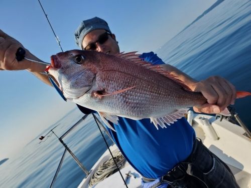 マダイの釣果