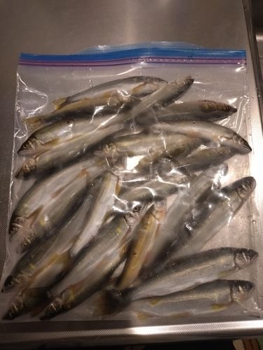 アユの釣果
