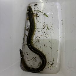 ウナギ