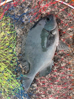 メジナの釣果