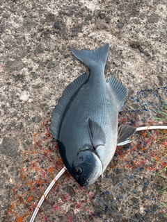 メジナの釣果
