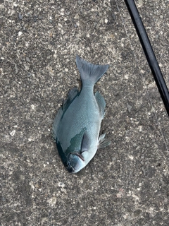 メジナの釣果