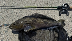 アイナメの釣果