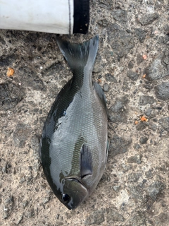 メジナの釣果