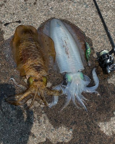 アオリイカの釣果