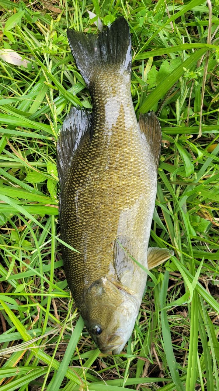 ラージマウスバス