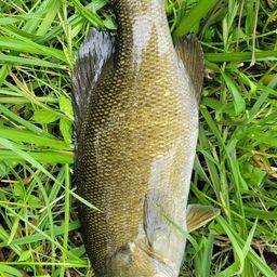 ラージマウスバス