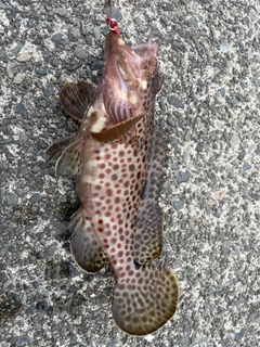 オオモンハタの釣果