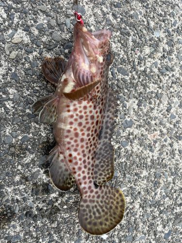 オオモンハタの釣果