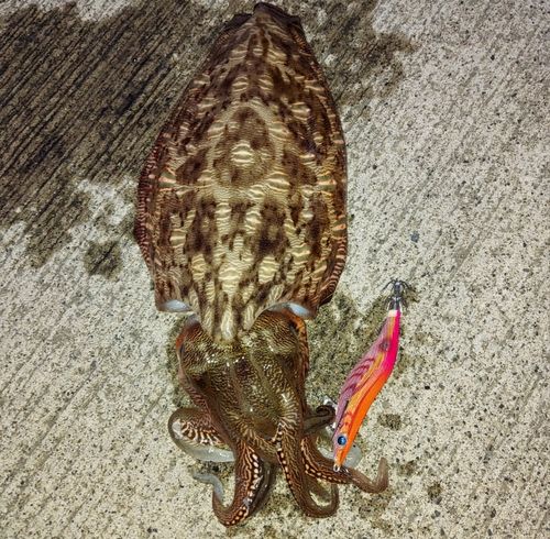 コウイカの釣果
