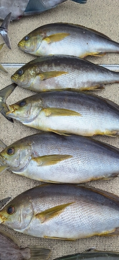 イサキの釣果