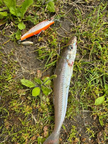 キスの釣果