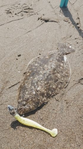 ヒラメの釣果