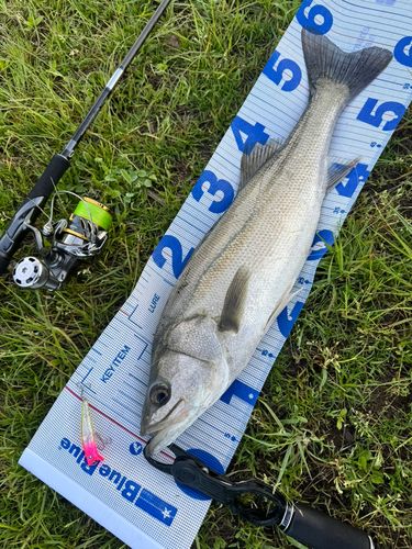 シーバスの釣果