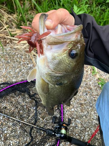ブラックバスの釣果