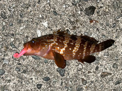 キジハタの釣果