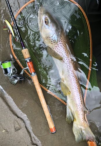 ブラウントラウトの釣果