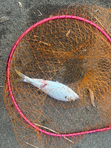 コノシロの釣果