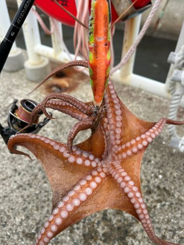 タコの釣果