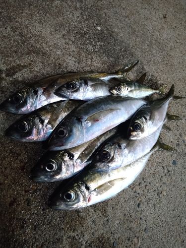 アジの釣果