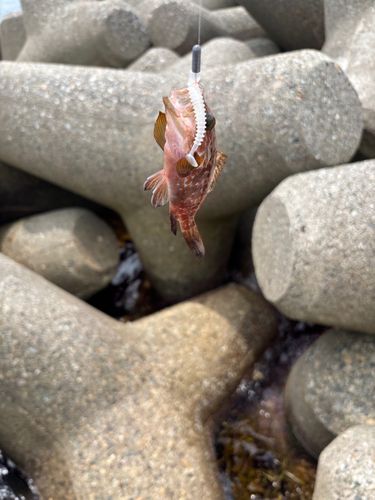 キジハタの釣果