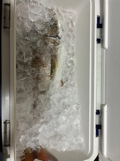 タイの釣果