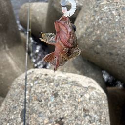 カサゴ