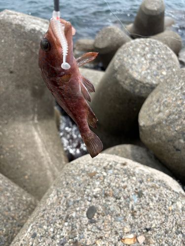 キジハタの釣果