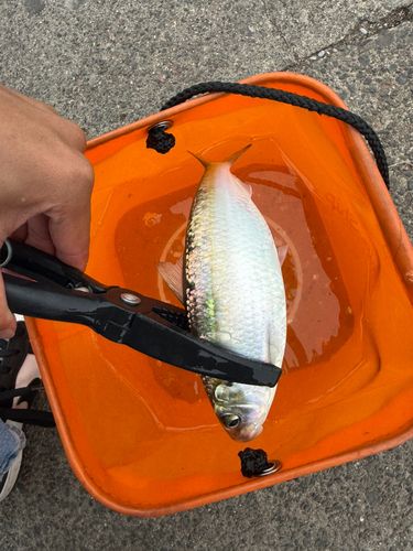 カタボシイワシの釣果