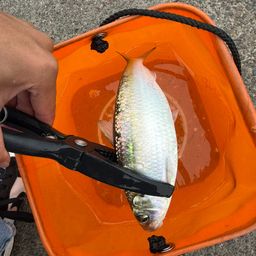 カタボシイワシ