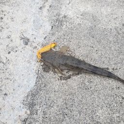 マゴチ