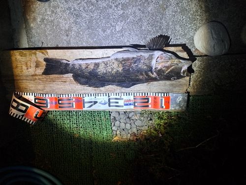 アブラコの釣果