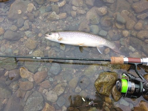 ニッコウイワナの釣果