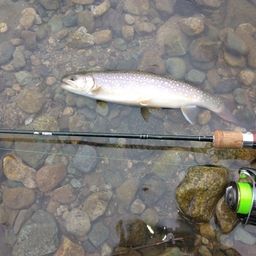 ニッコウイワナ