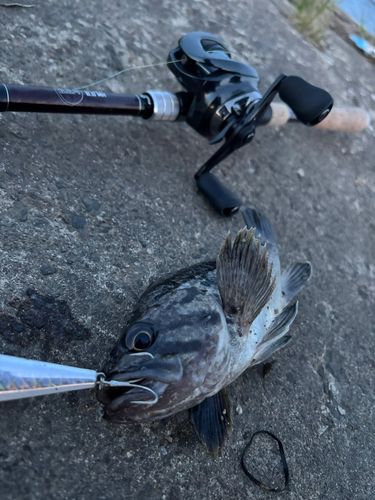 クロソイの釣果