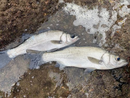 セイゴ（ヒラスズキ）の釣果