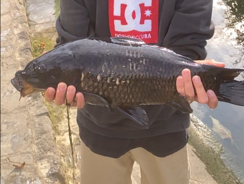 コイの釣果