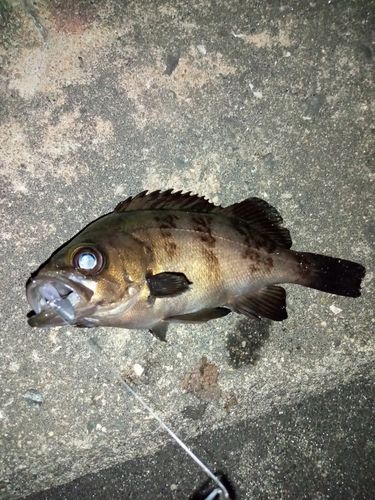 メバルの釣果