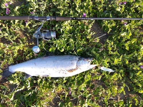 サクラマスの釣果