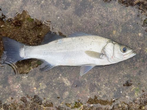 セイゴ（ヒラスズキ）の釣果