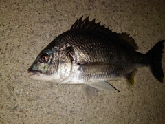 キビレの釣果