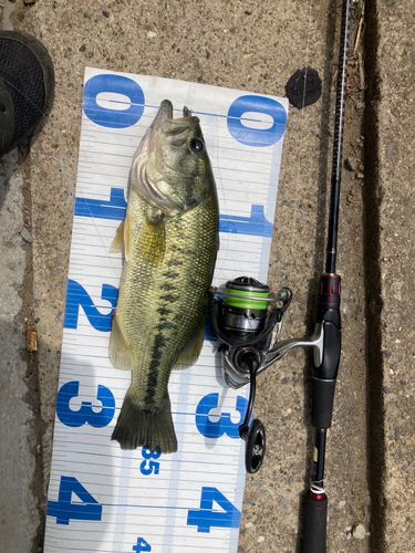 ラージマウスバスの釣果