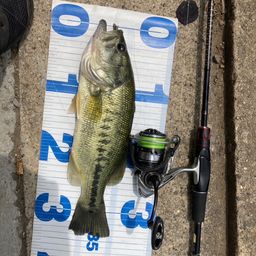 ラージマウスバス