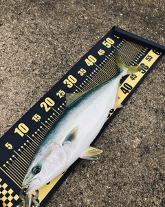ハマチの釣果