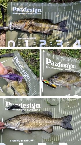 スモールマウスバスの釣果