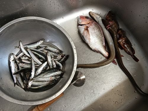 カタクチイワシの釣果